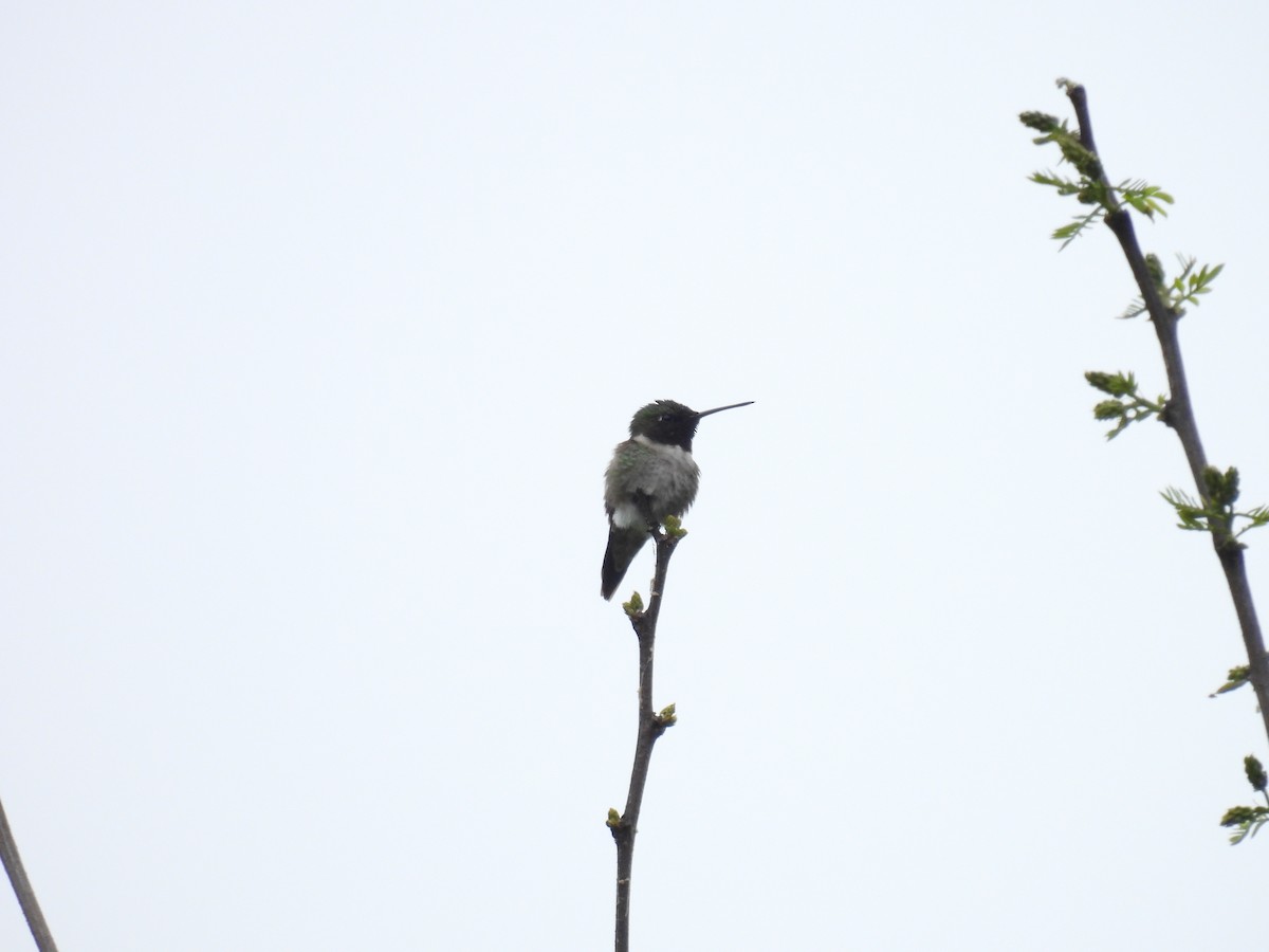Ruby-throated Hummingbird - ML619224685