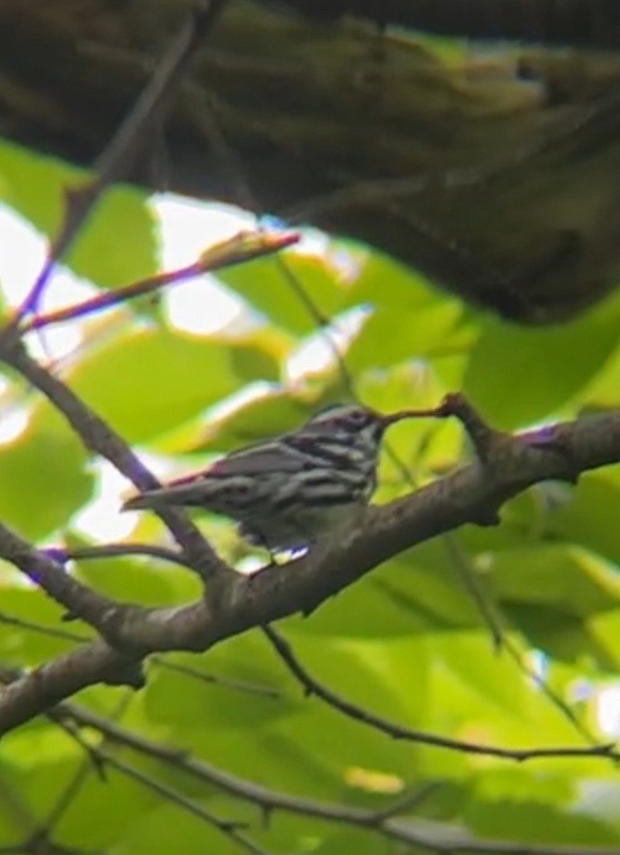 Black-and-white Warbler - ML619224744