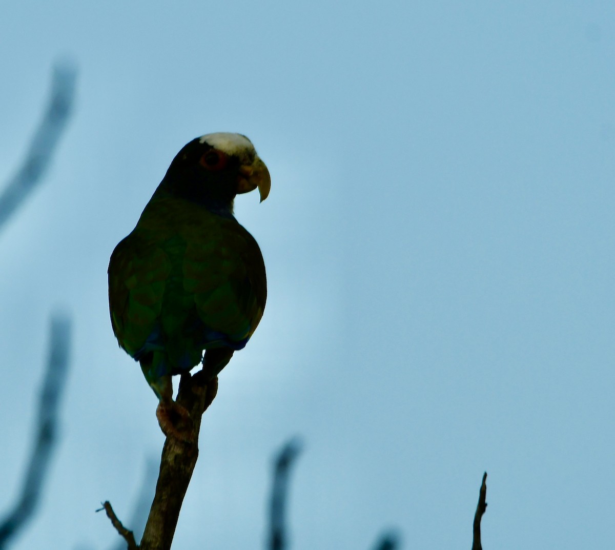 White-crowned Parrot - ML619224751