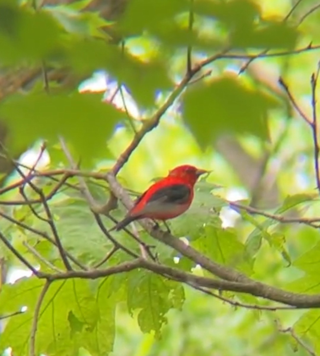 Scarlet Tanager - ML619224768