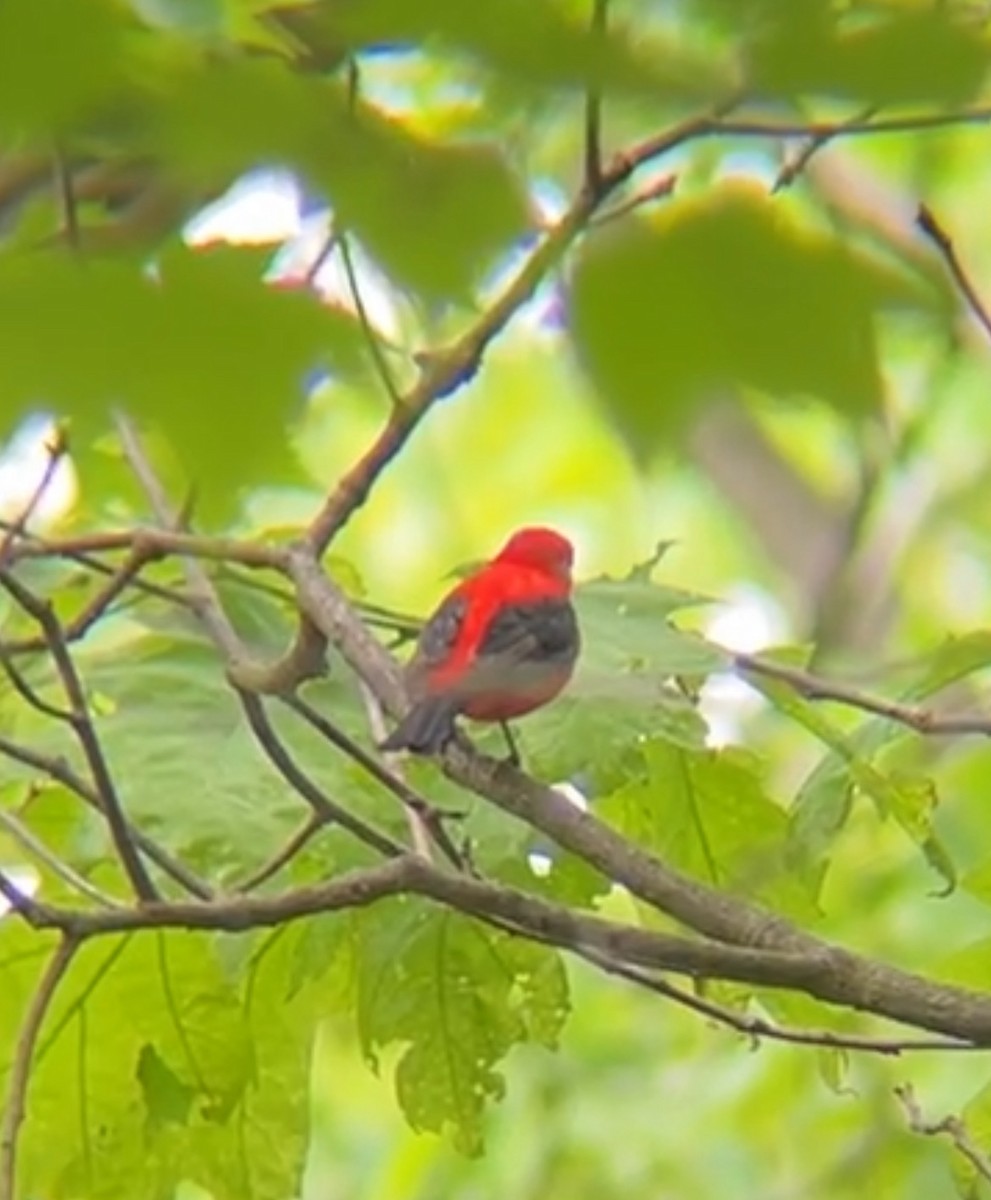 Scarlet Tanager - ML619224770