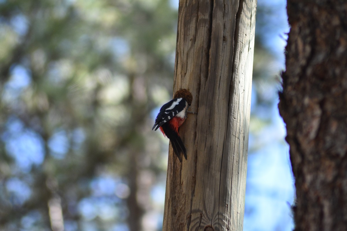 Great Spotted Woodpecker - ML619224843