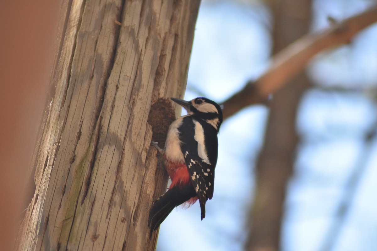 Great Spotted Woodpecker - ML619224844