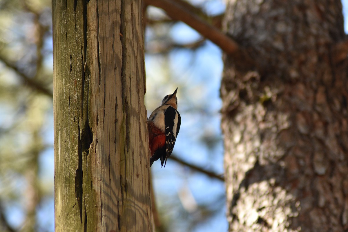Great Spotted Woodpecker - ML619224845