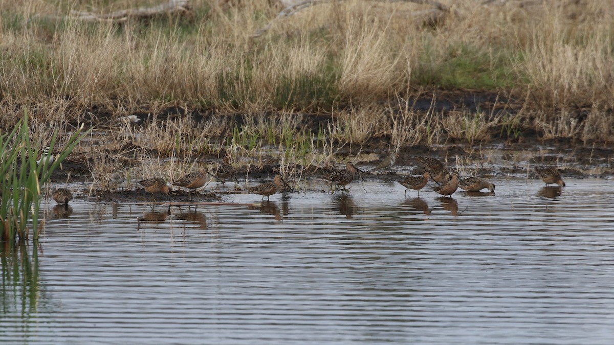 Long-billed Dowitcher - ML619224934