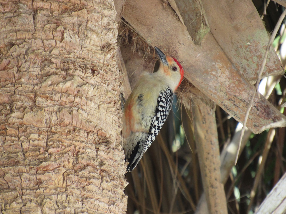 Red-bellied Woodpecker - ML619224942