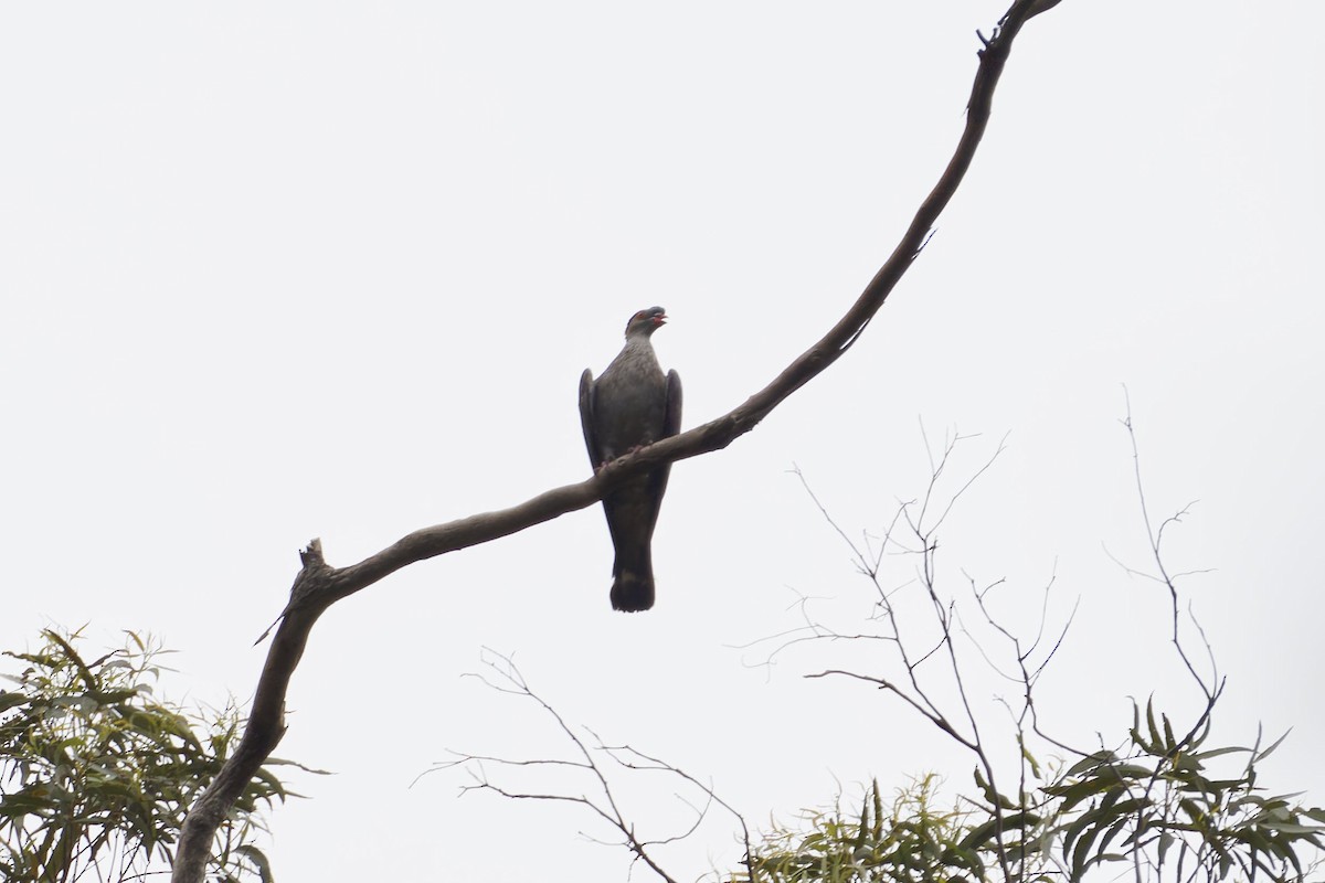 holub australský - ML619224956