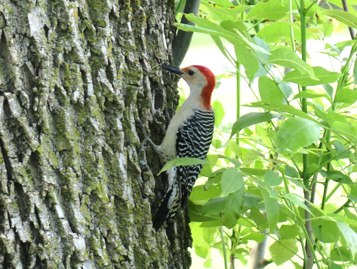 Red-bellied Woodpecker - ML619225035