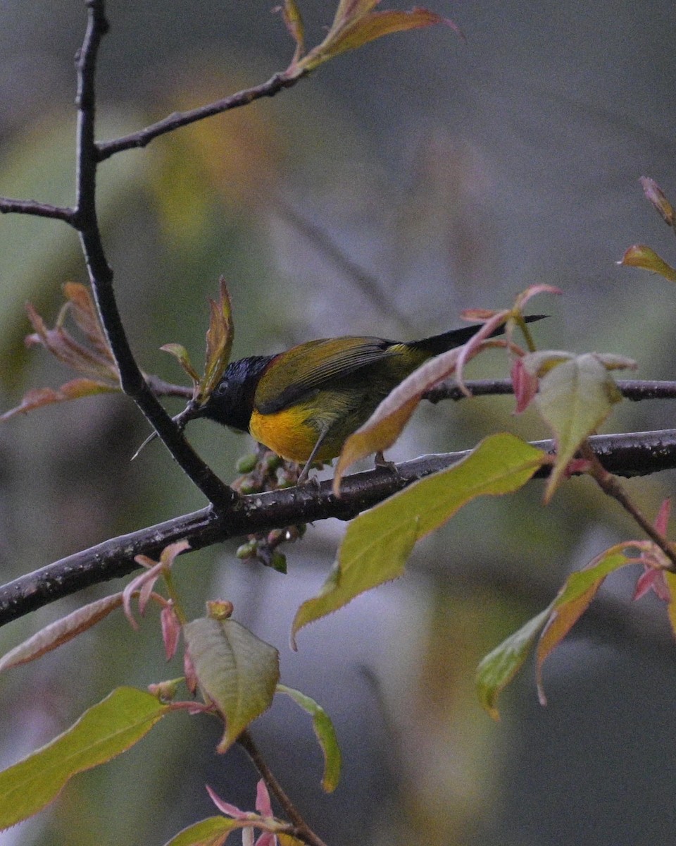 Green-tailed Sunbird - ML619225038