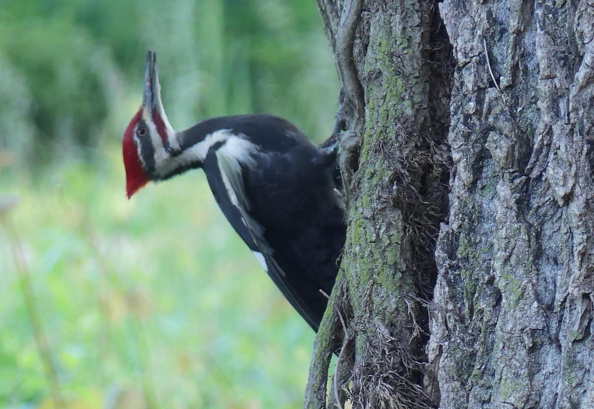 Pileated Woodpecker - ML619225055