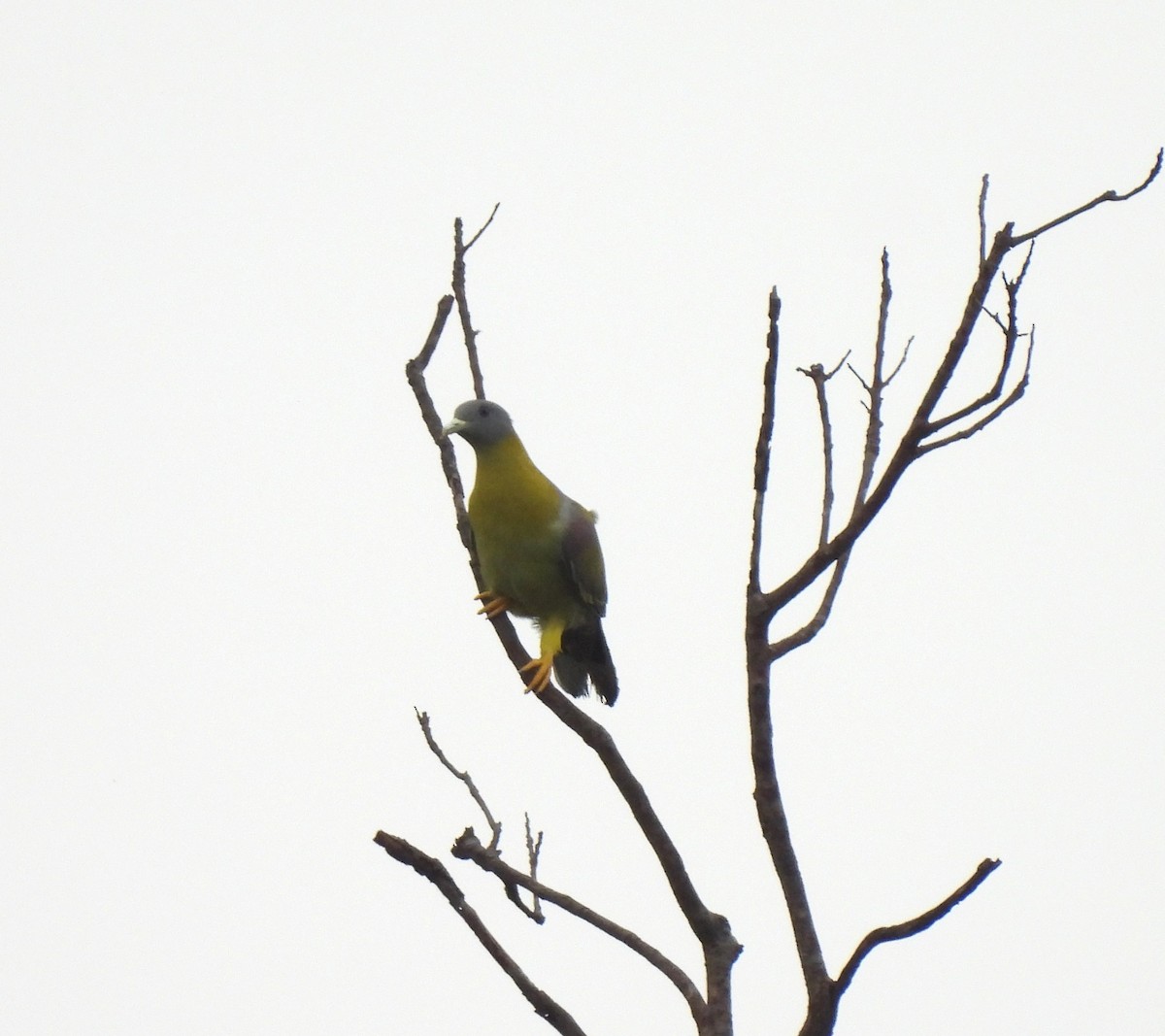 Yellow-footed Green-Pigeon - ML619225056
