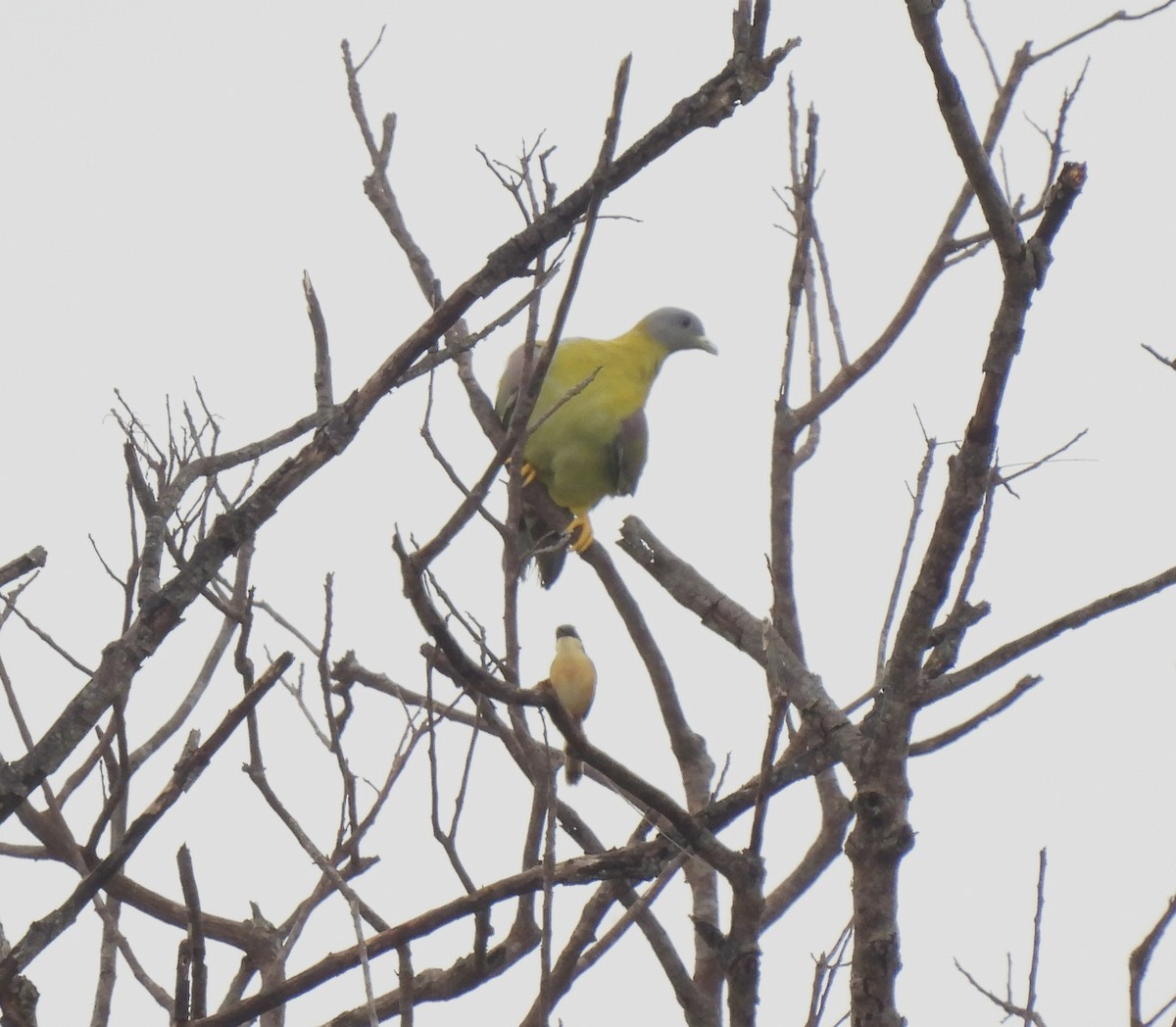 Yellow-footed Green-Pigeon - ML619225107