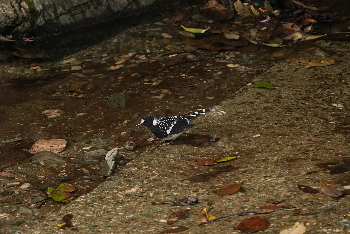 Spotted Forktail - ML619225120