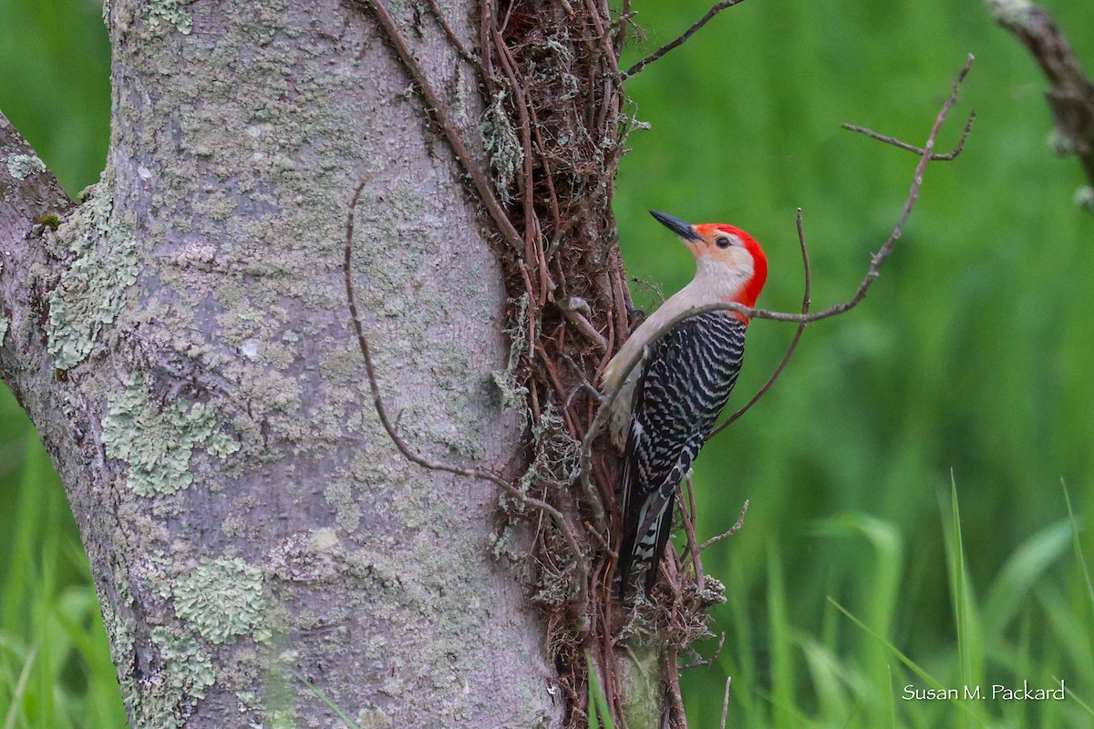 Red-bellied Woodpecker - ML619225167