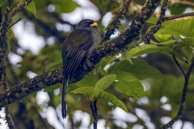 Adult Female Hispaniolan Trogon. - Hispaniolan Trogon - 