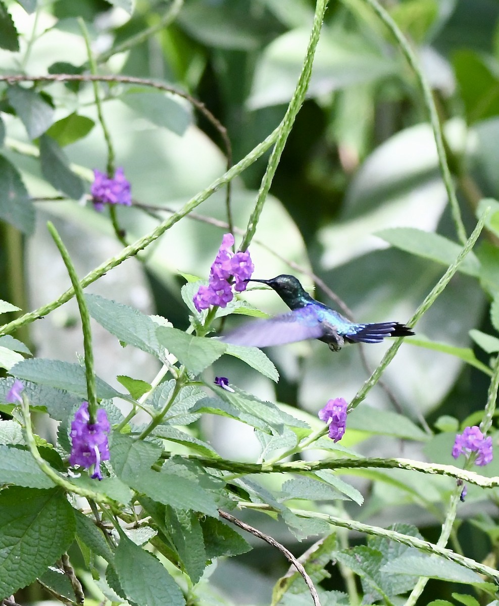 Violet-headed Hummingbird - ML619225205
