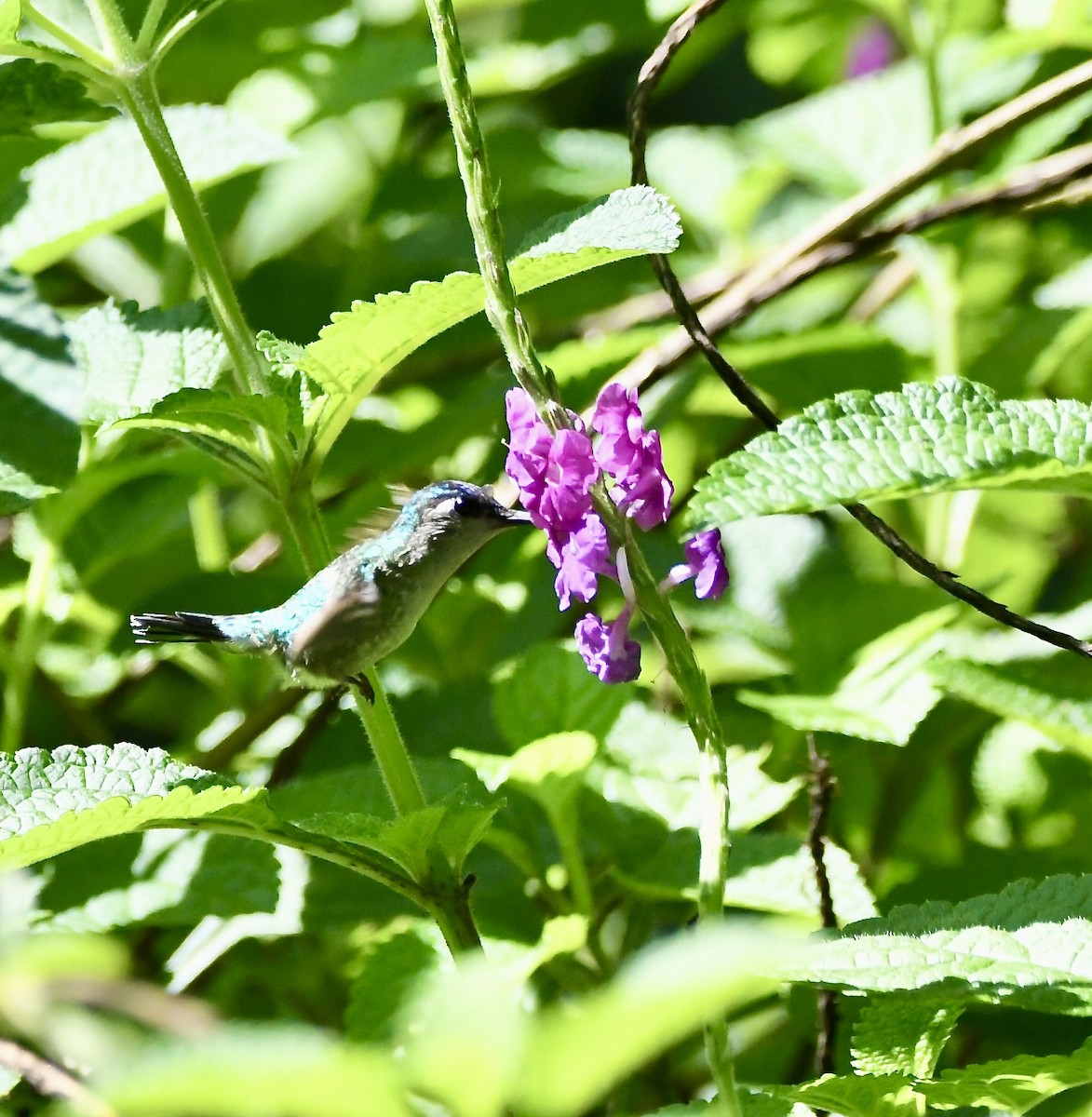 kolibřík fialovohlavý - ML619225207