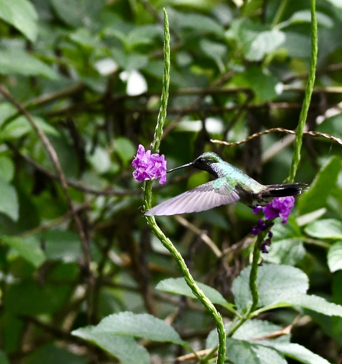 Фиолетовоголовый колибри - ML619225209