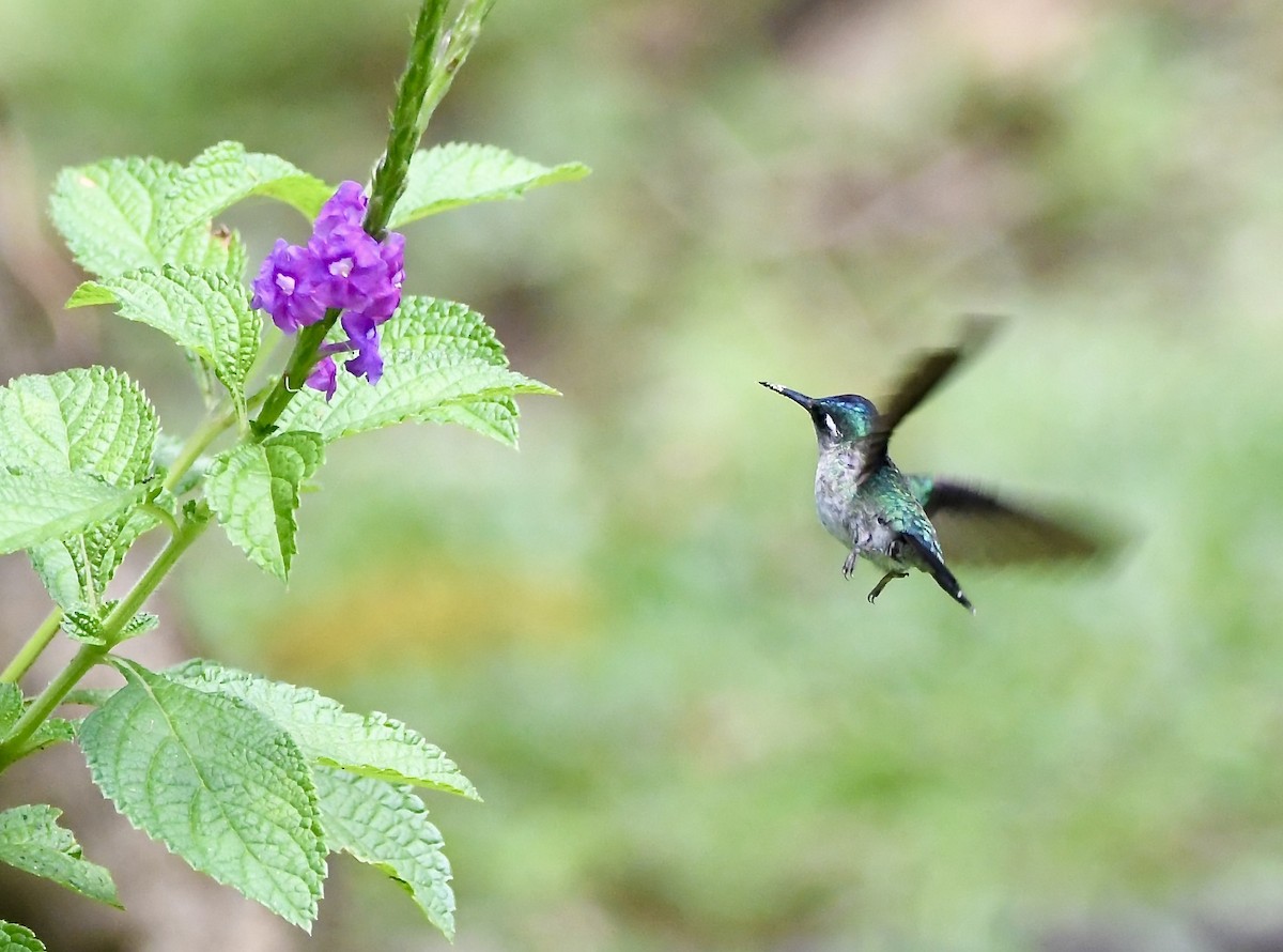 kolibřík fialovohlavý - ML619225210