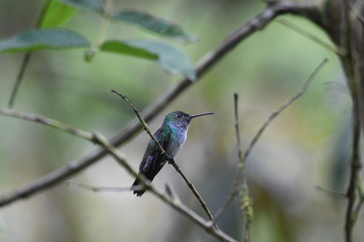 Violet-headed Hummingbird - ML619225215