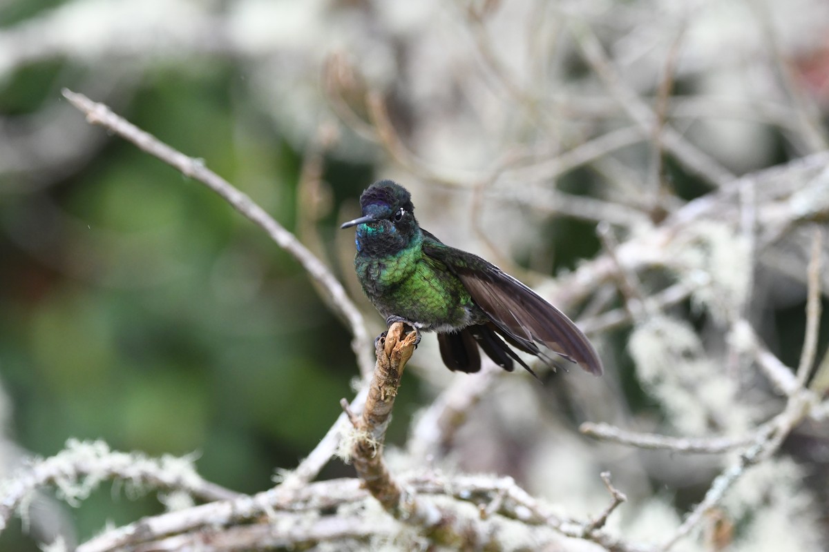 Violet-headed Hummingbird - ML619225216