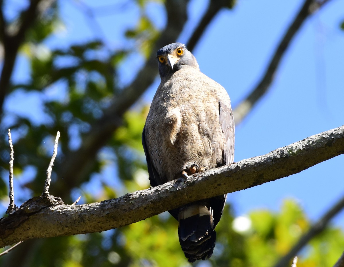 Crested Serpent-Eagle - ML619225224