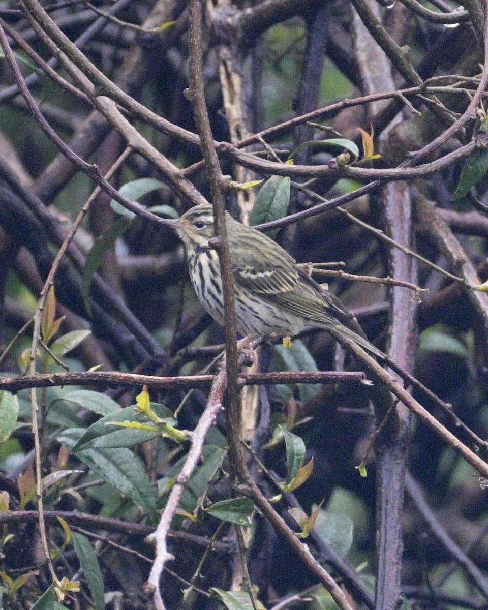 Olive-backed Pipit - ML619225235