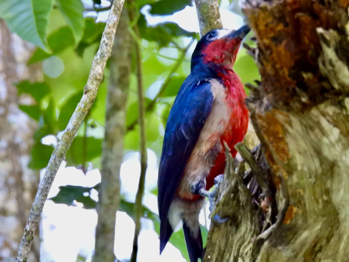 Puerto Rican Woodpecker - ML619225242