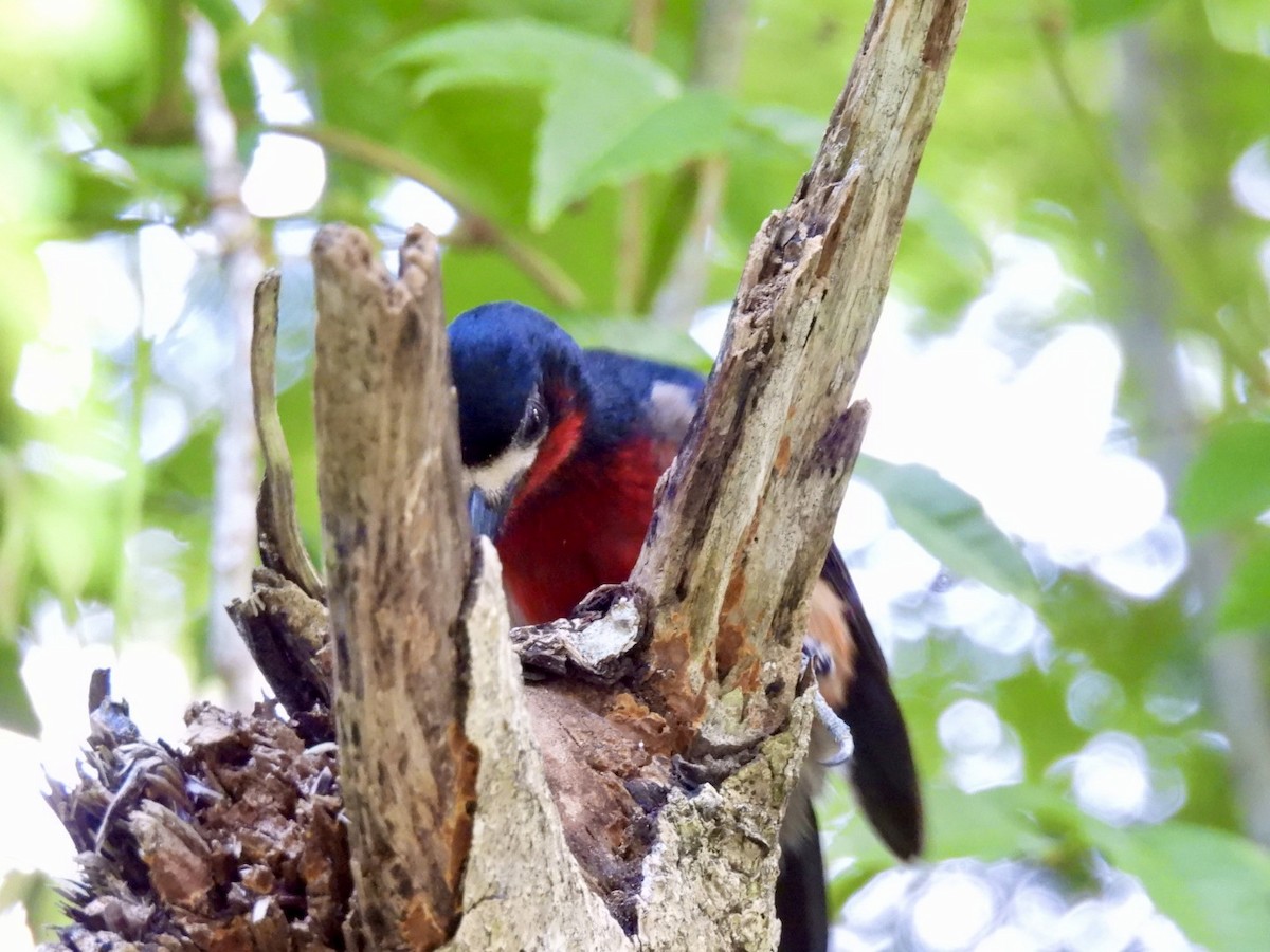 Puerto Rican Woodpecker - ML619225243
