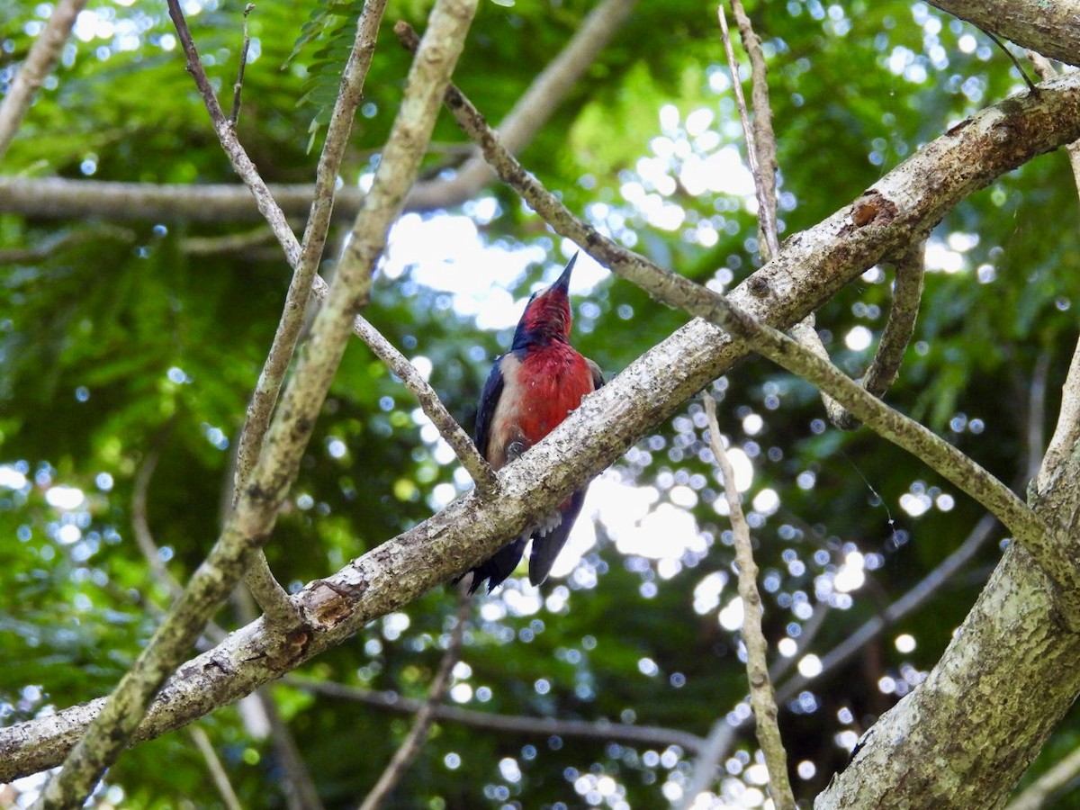 Puerto Rican Woodpecker - ML619225244