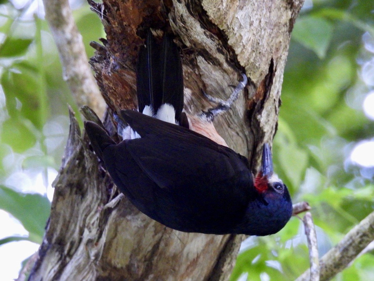 Puerto Rican Woodpecker - ML619225245