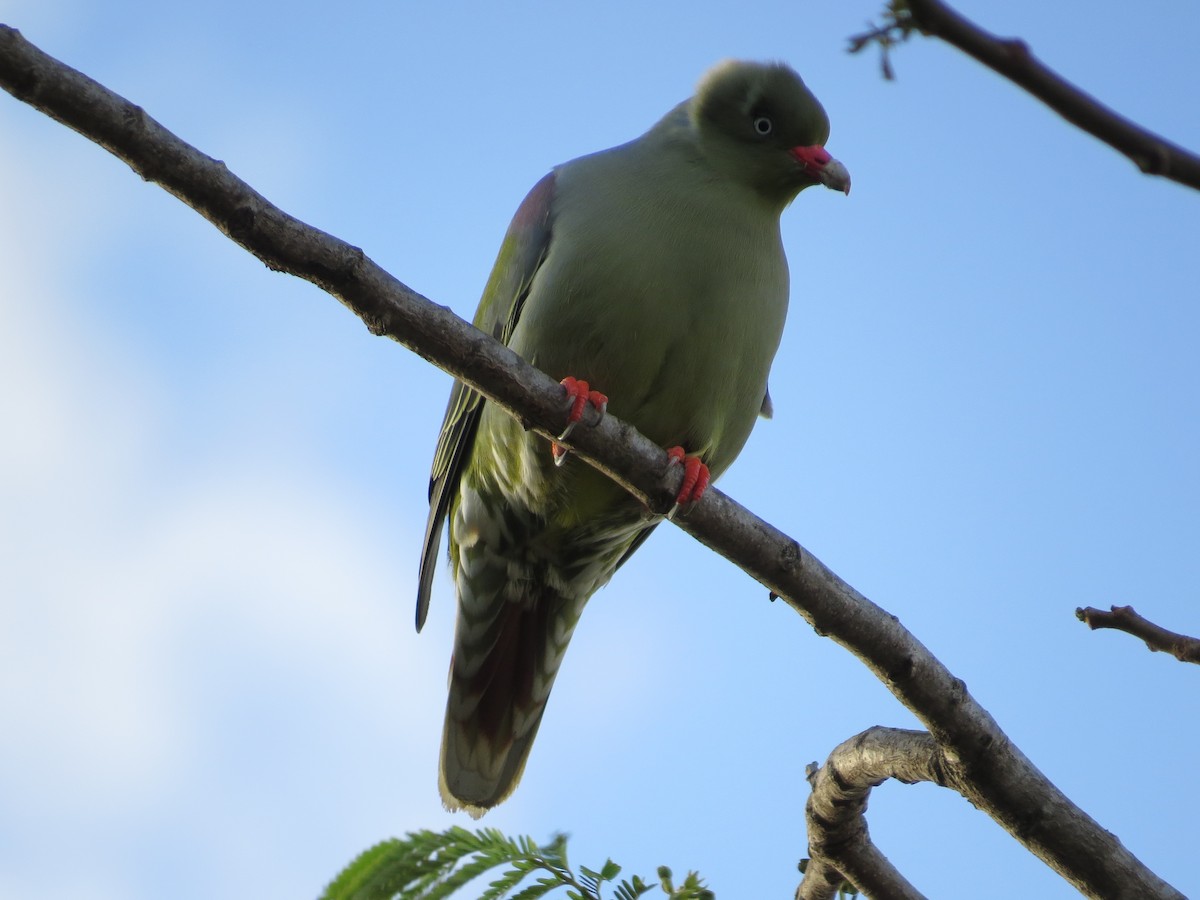 African Green-Pigeon - ML619225261
