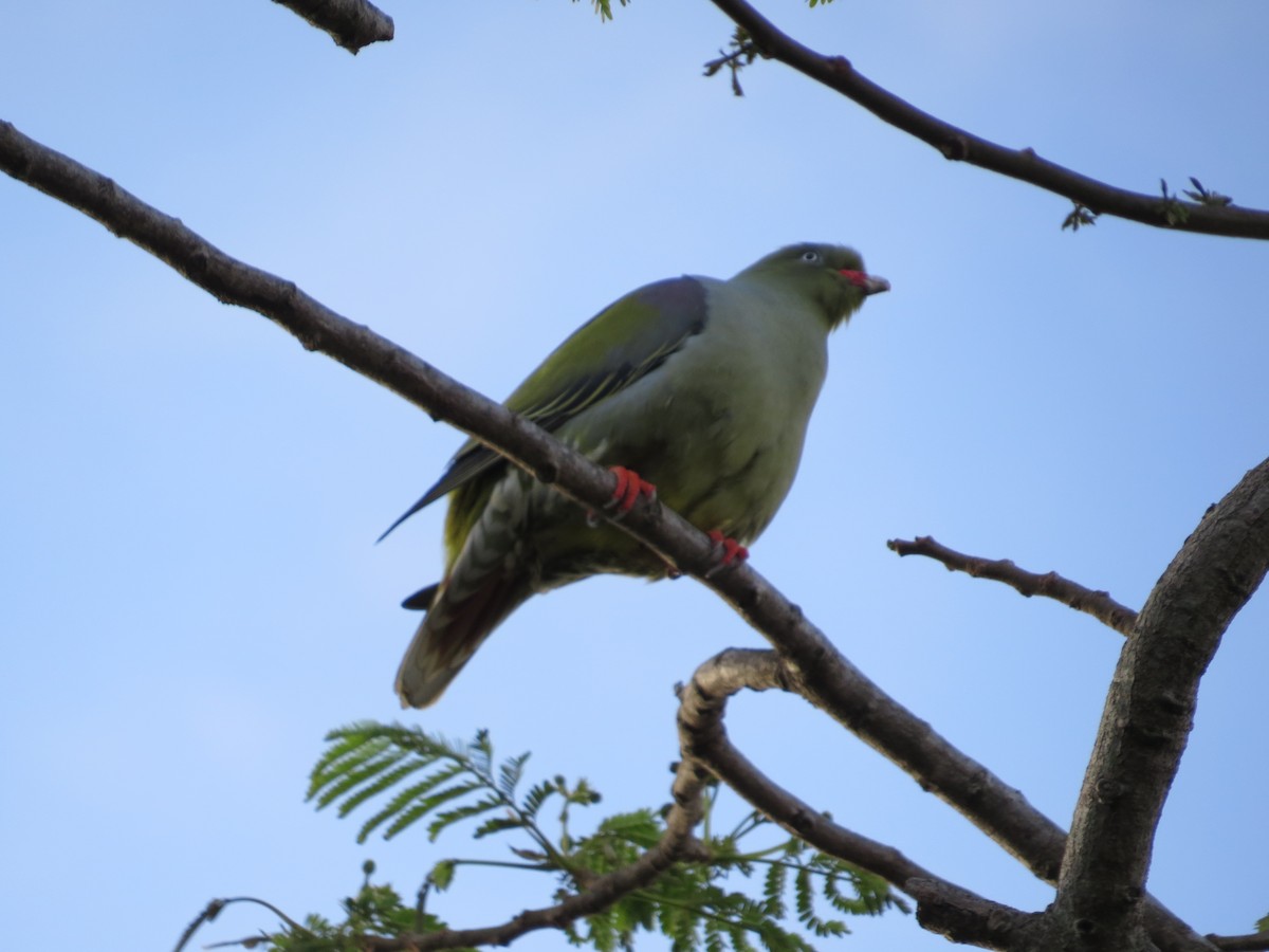 Африканский зелёный голубь - ML619225279