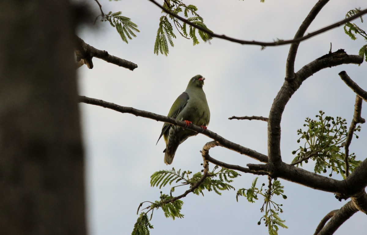 African Green-Pigeon - ML619225317