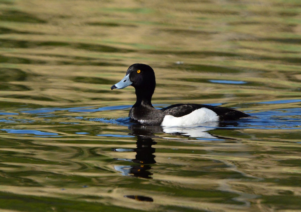 Tufted Duck - ML619225347