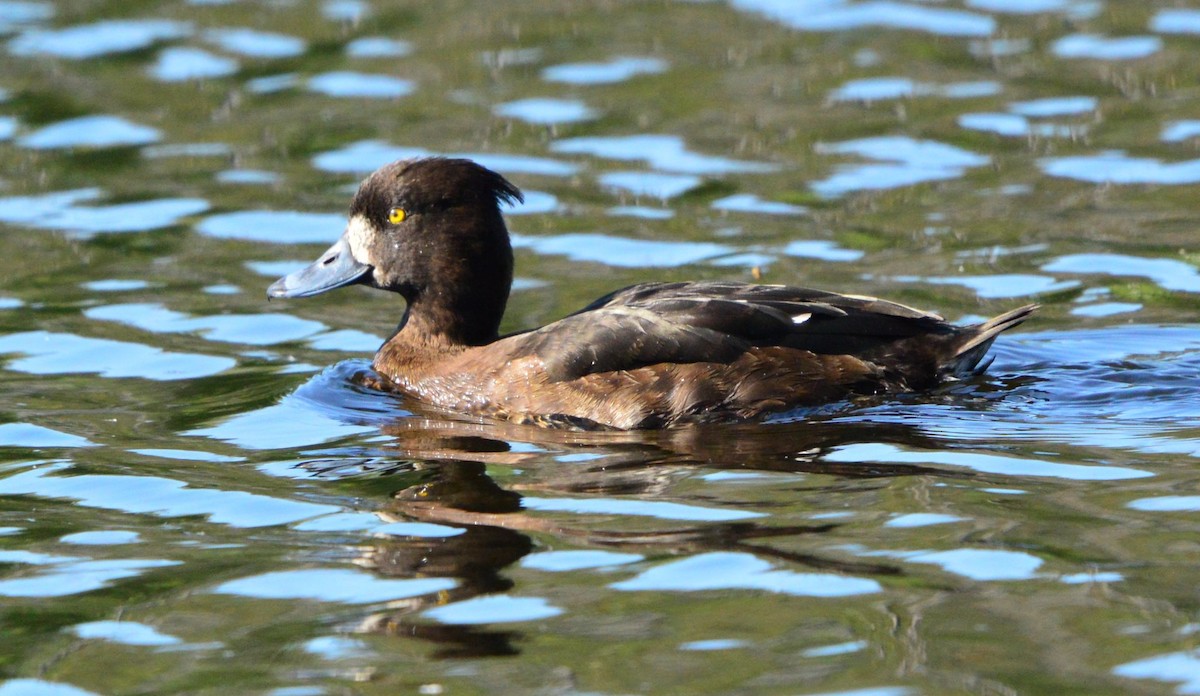Tufted Duck - ML619225348
