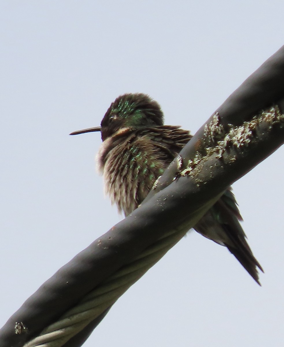 Ruby-throated Hummingbird - ML619225363