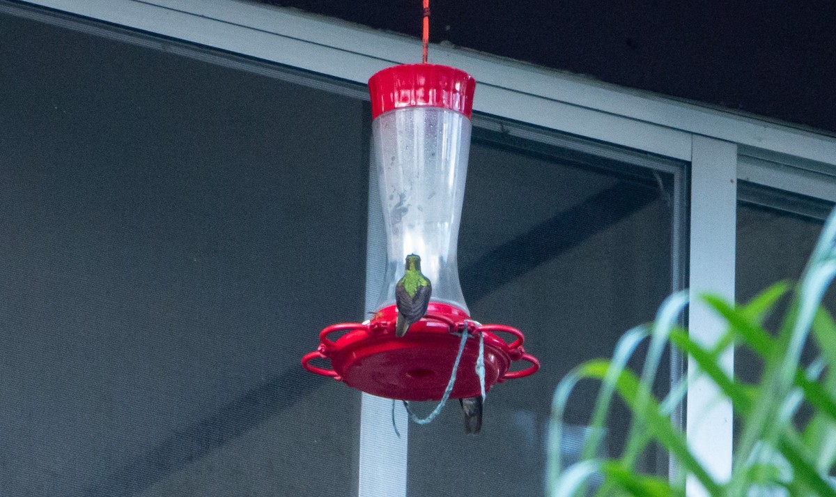kolibřík klínoocasý - ML619225390