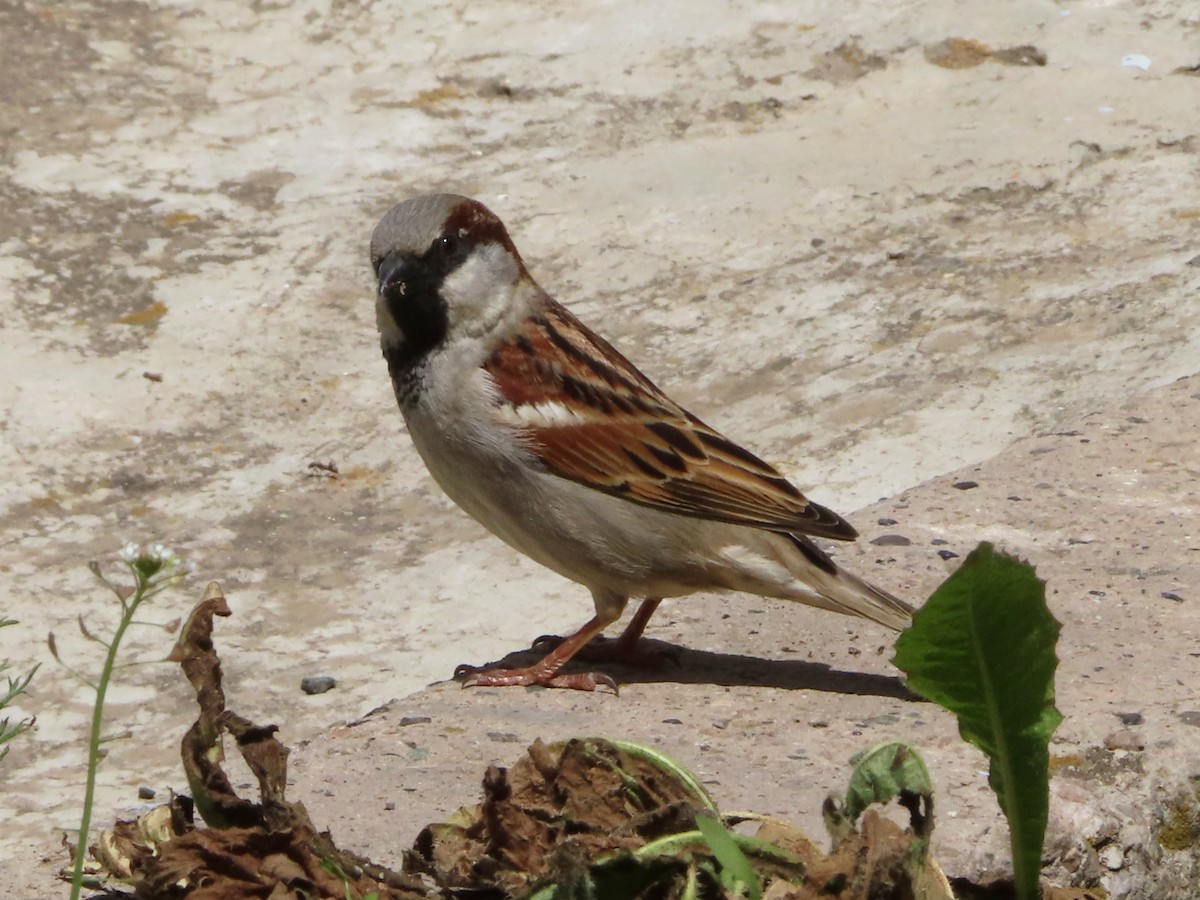 House Sparrow - ML619225414