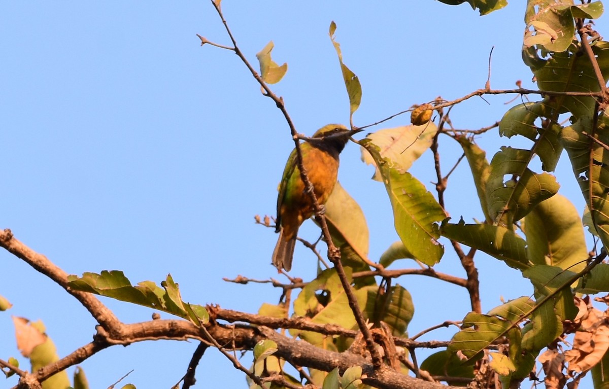 Orange-bellied Leafbird - ML619225417