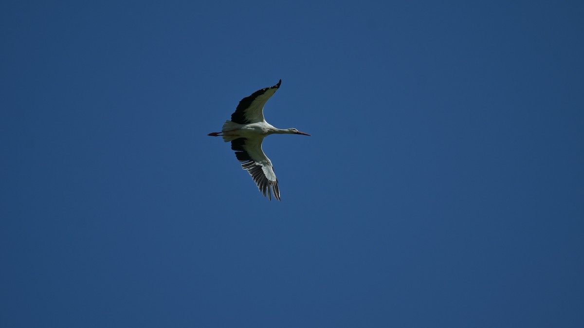 White Stork - ML619225457