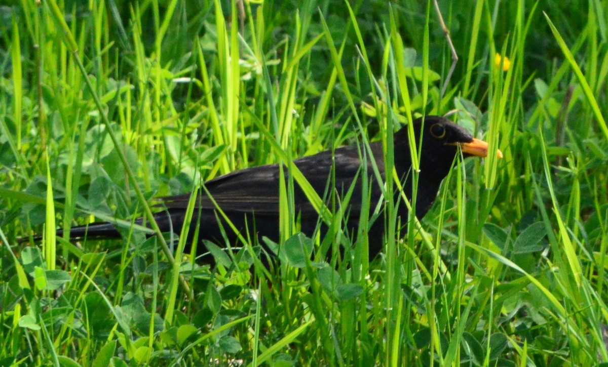 Eurasian Blackbird - ML619225460