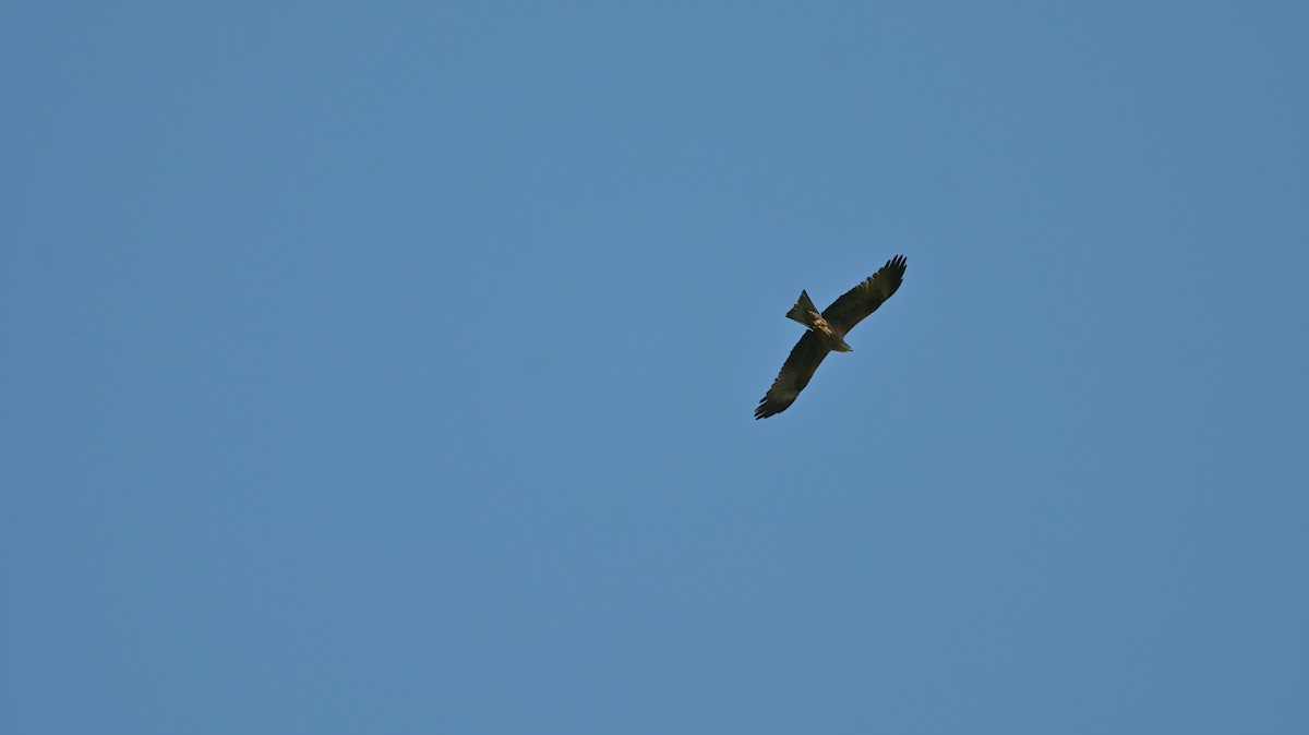 Black Kite - ML619225530