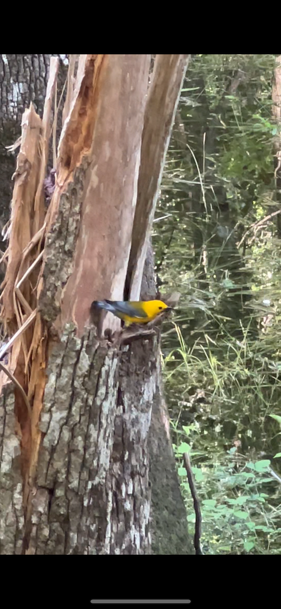 Prothonotary Warbler - ML619225538