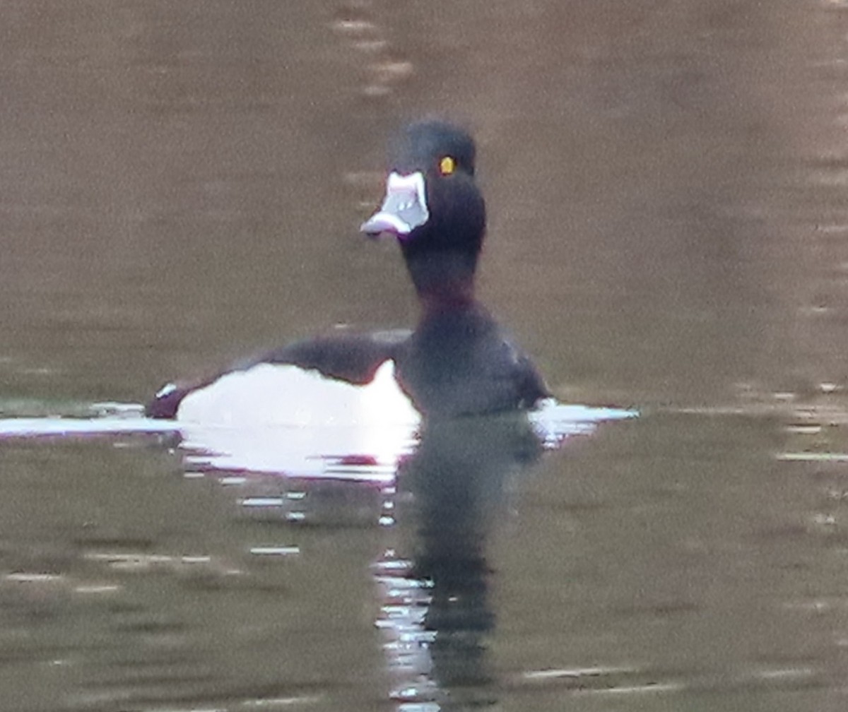 Ring-necked Duck - ML619225558