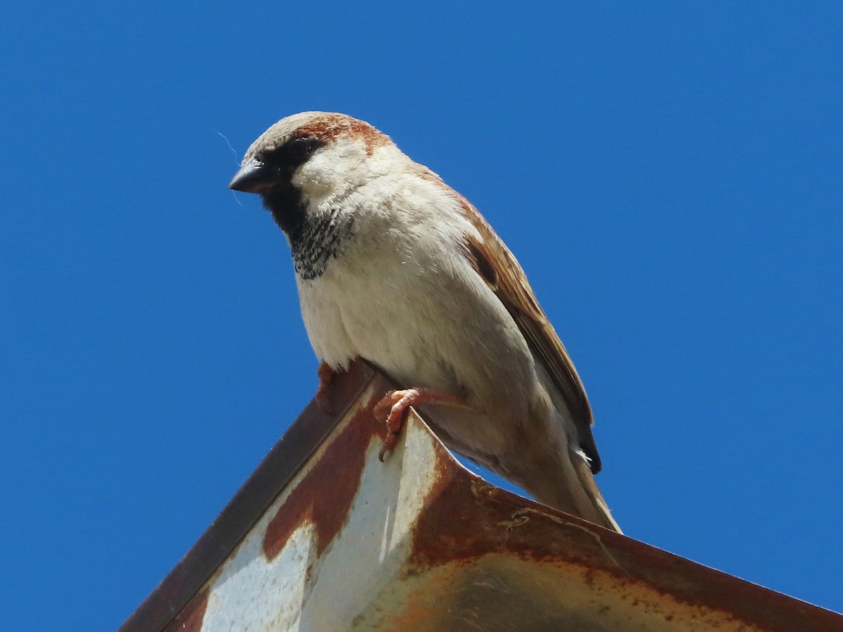 House Sparrow - ML619225580