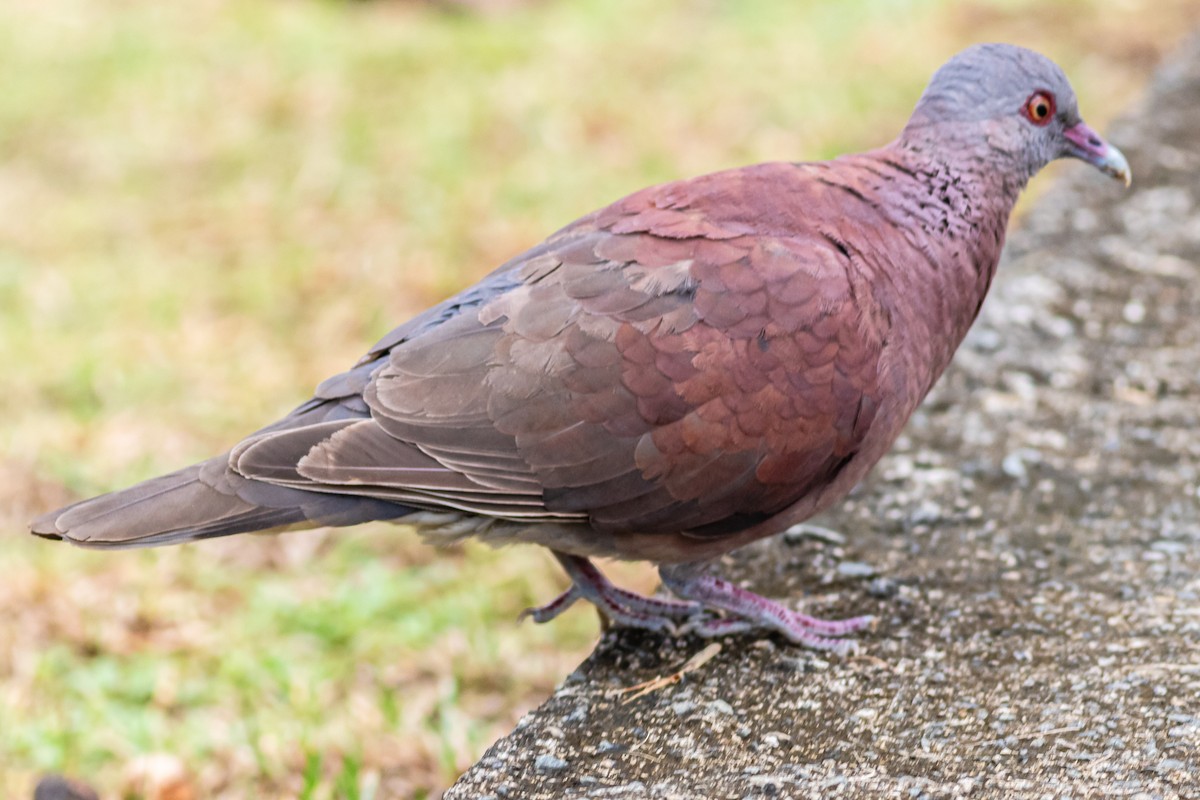 Pigeon de Madagascar - ML619225592