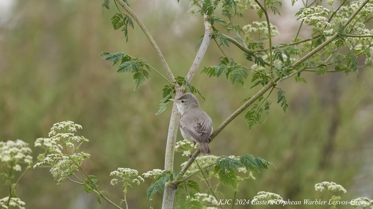 Common Reed Warbler - ML619225620