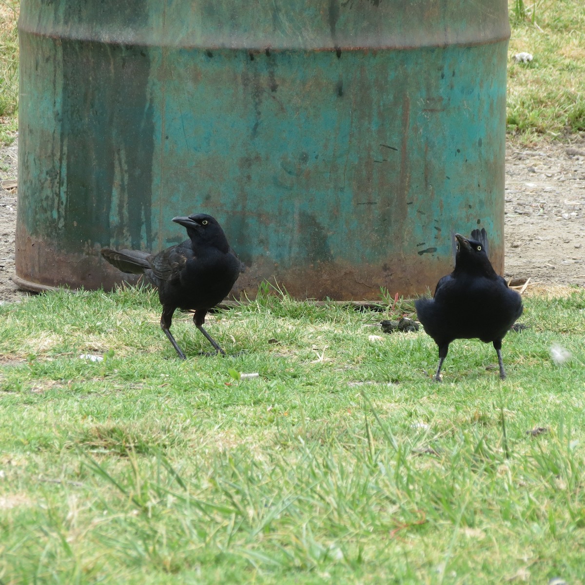 Great-tailed Grackle - ML619225628