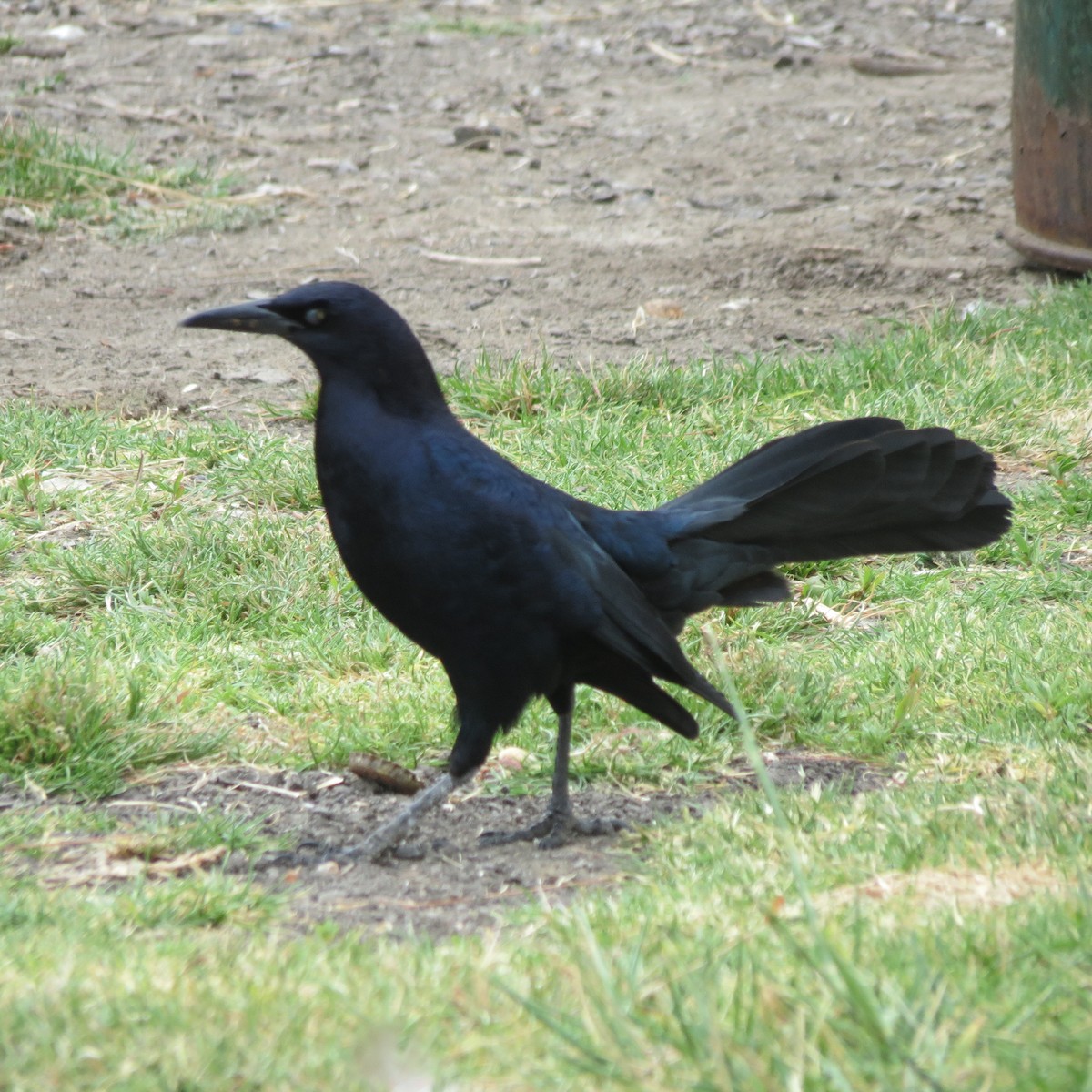 Great-tailed Grackle - ML619225629